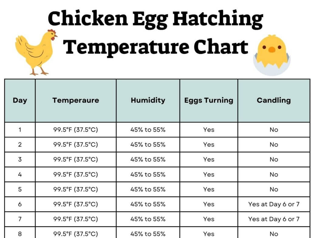 Chicken Egg Hatching Temperature Chart