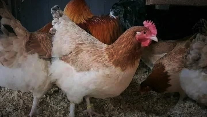 French Wheaten Marans Chickens 