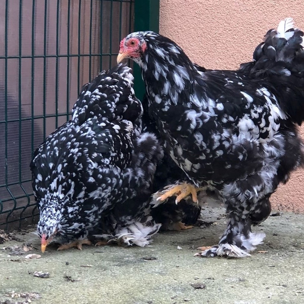 Mottled chicken, Black Mottled Brahma
