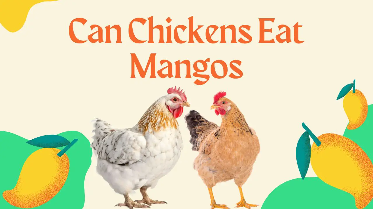 Can Chickens Eat Mangos