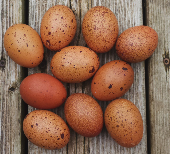 French Wheaten Marans eggs