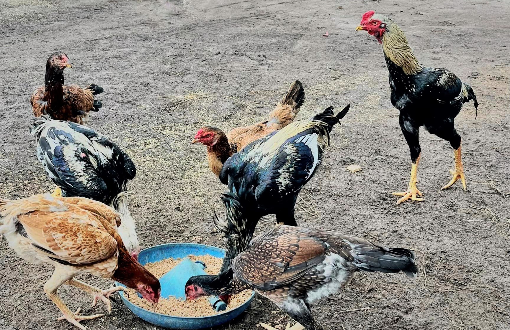 chicken eating feed