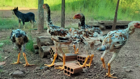 Gigante Indio Chicken The World Tallest Breed