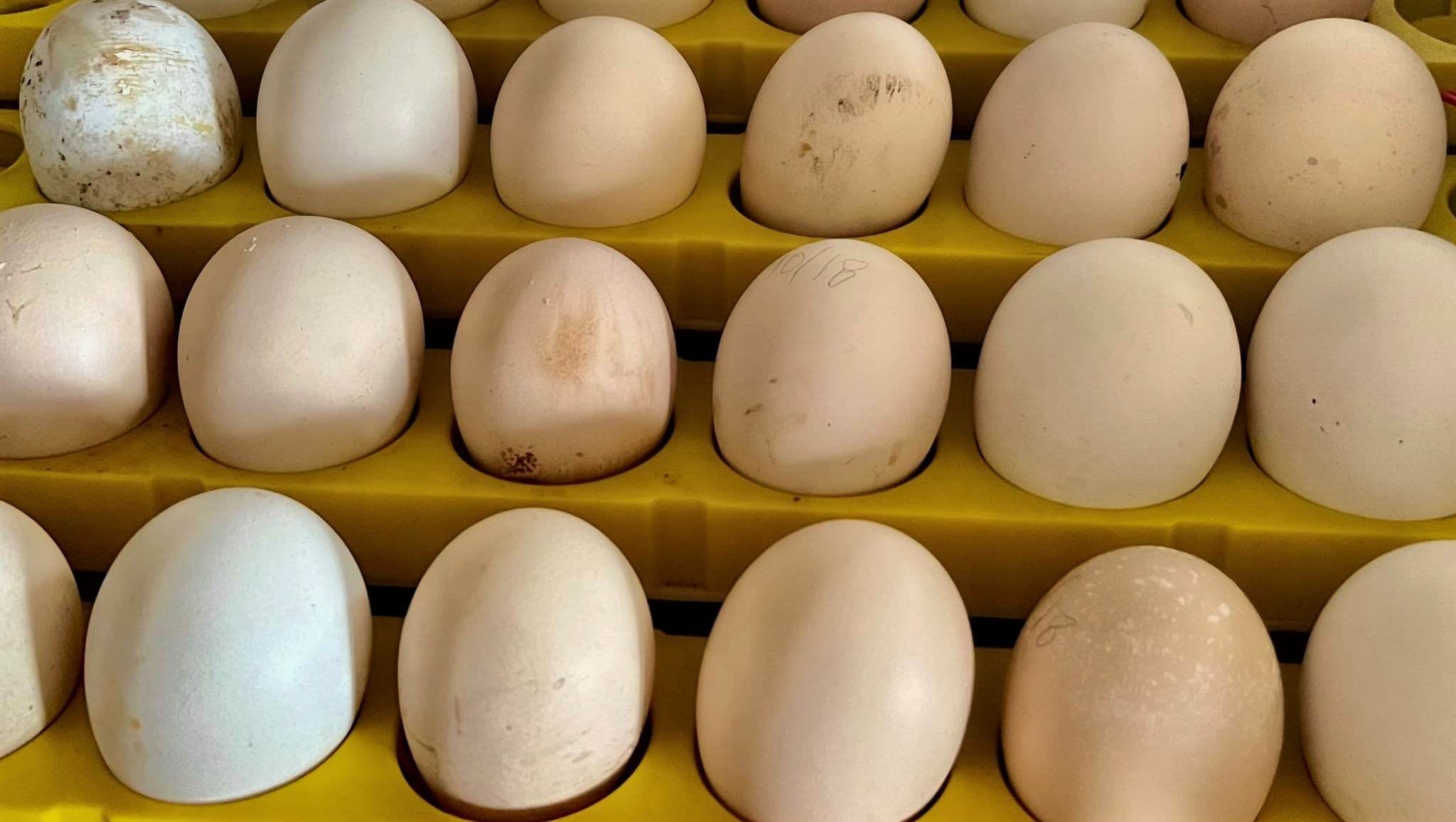 eggs of Gigante Indio hen