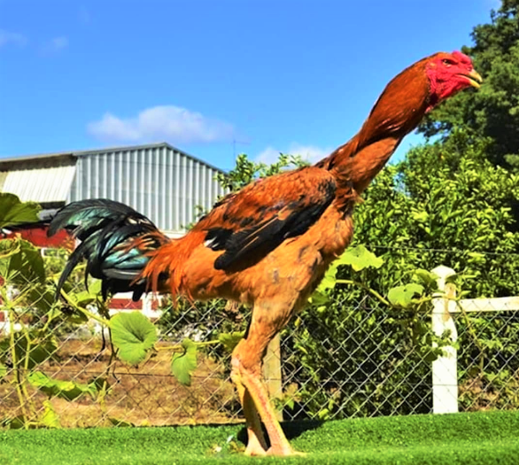 Gigante Indio Chicken The World Tallest Breed