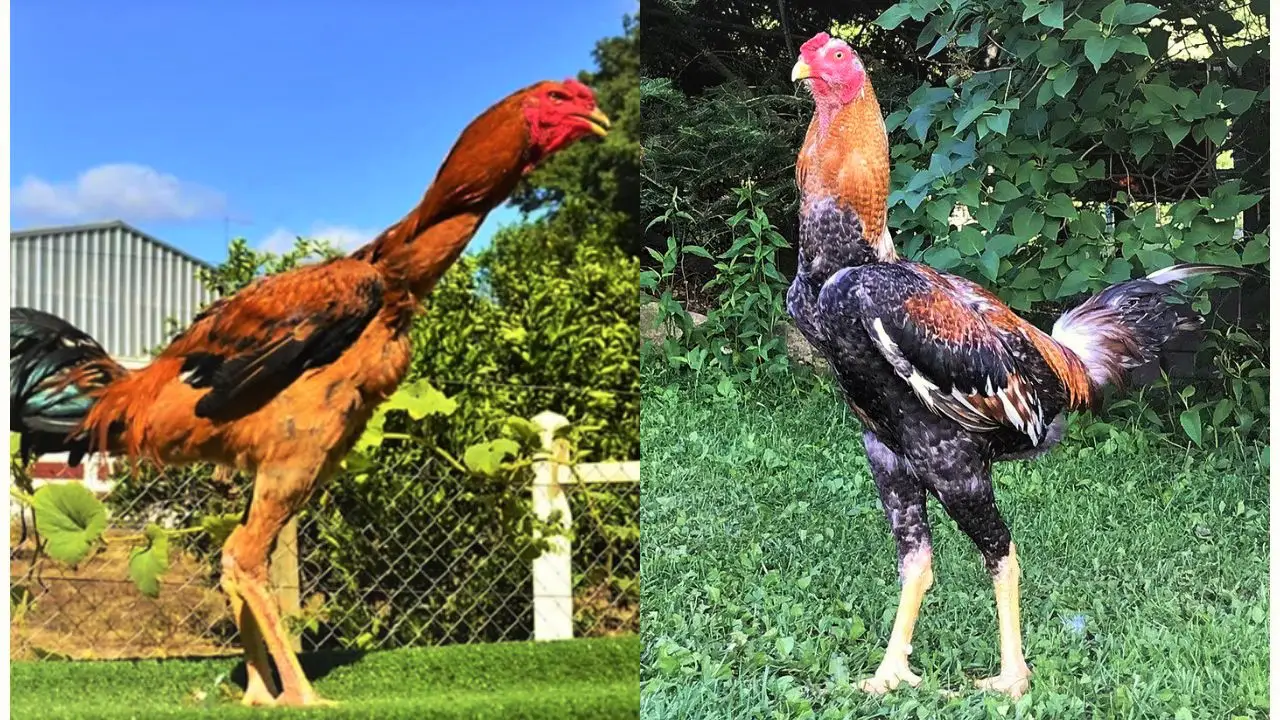 Gigante Indio Chicken The World Tallest Breed