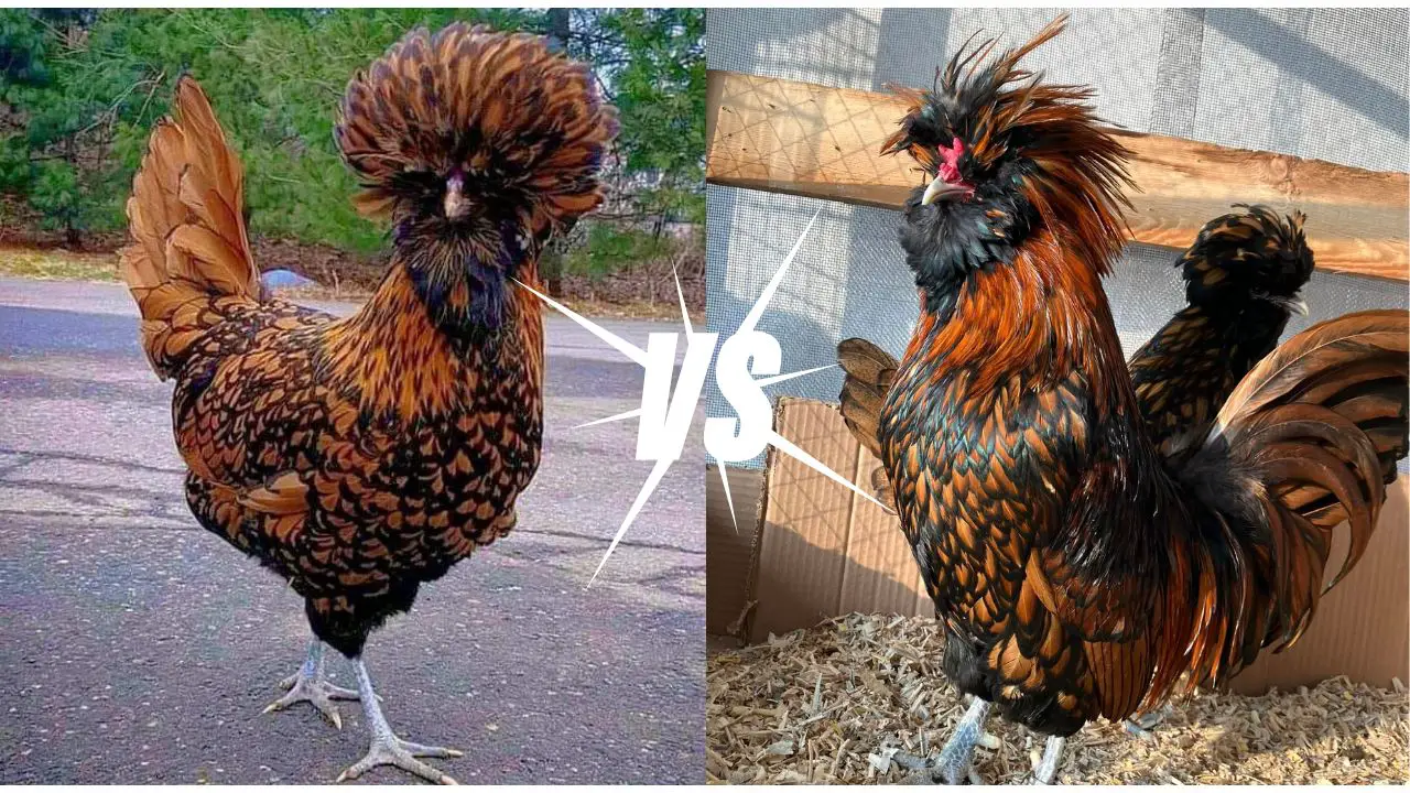 Polish rooster vs hen