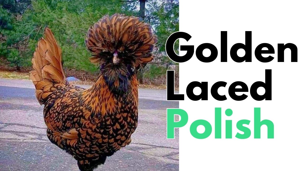 Golden Laced Polish chicken