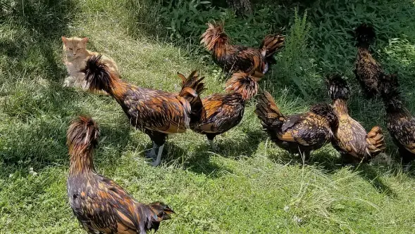 a cat and chickens