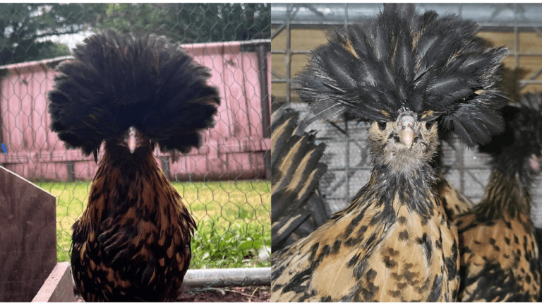 Comprehensive Guide to Golden Laced Polish Chicken