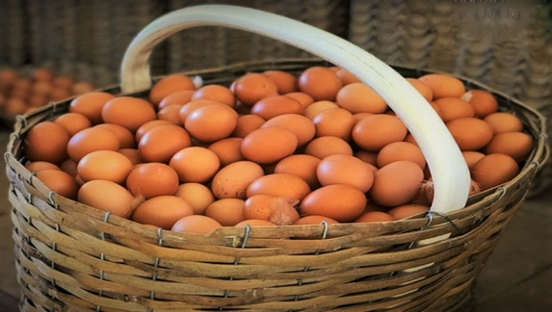 eggs of Hyline Brown hens