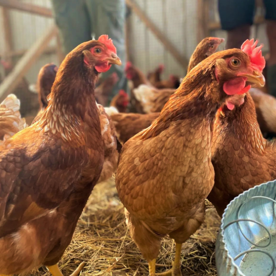 chickens looking at me