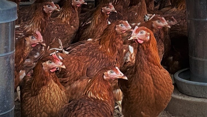 chickens in farm eating food