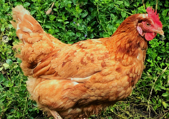 Chicken walking in the ground