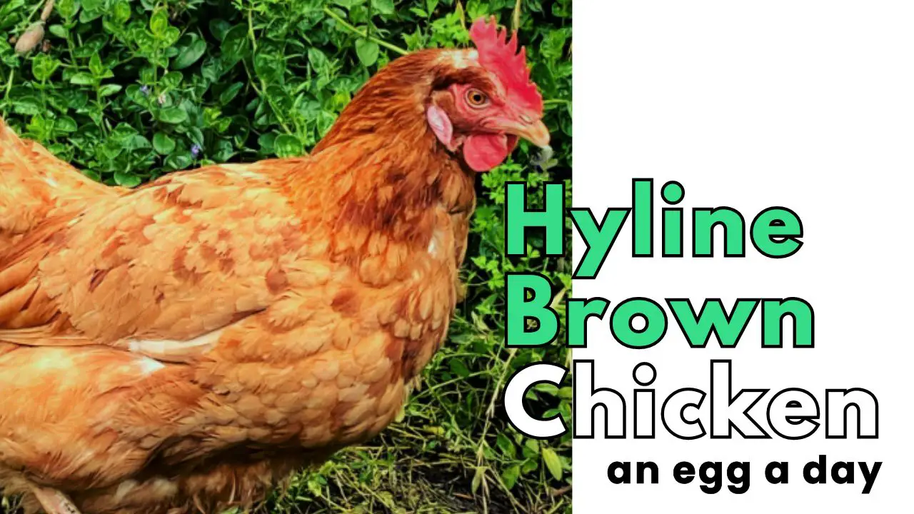 Hyline Brown Chickens