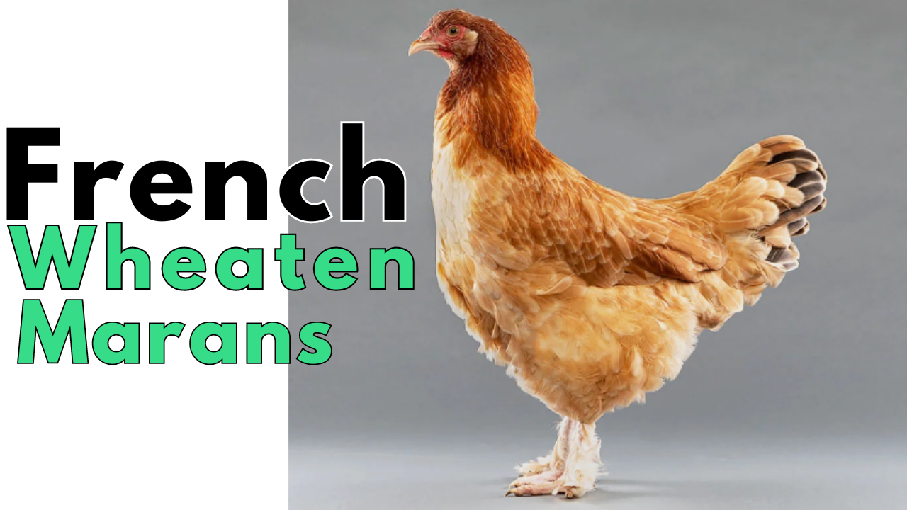 French Wheaten Marans Chicken