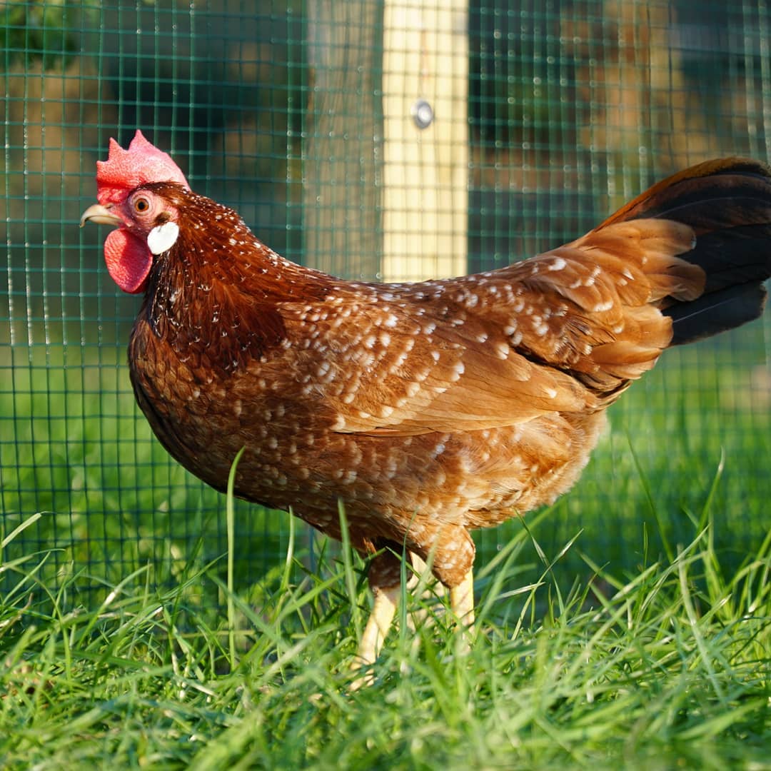 hen in grass