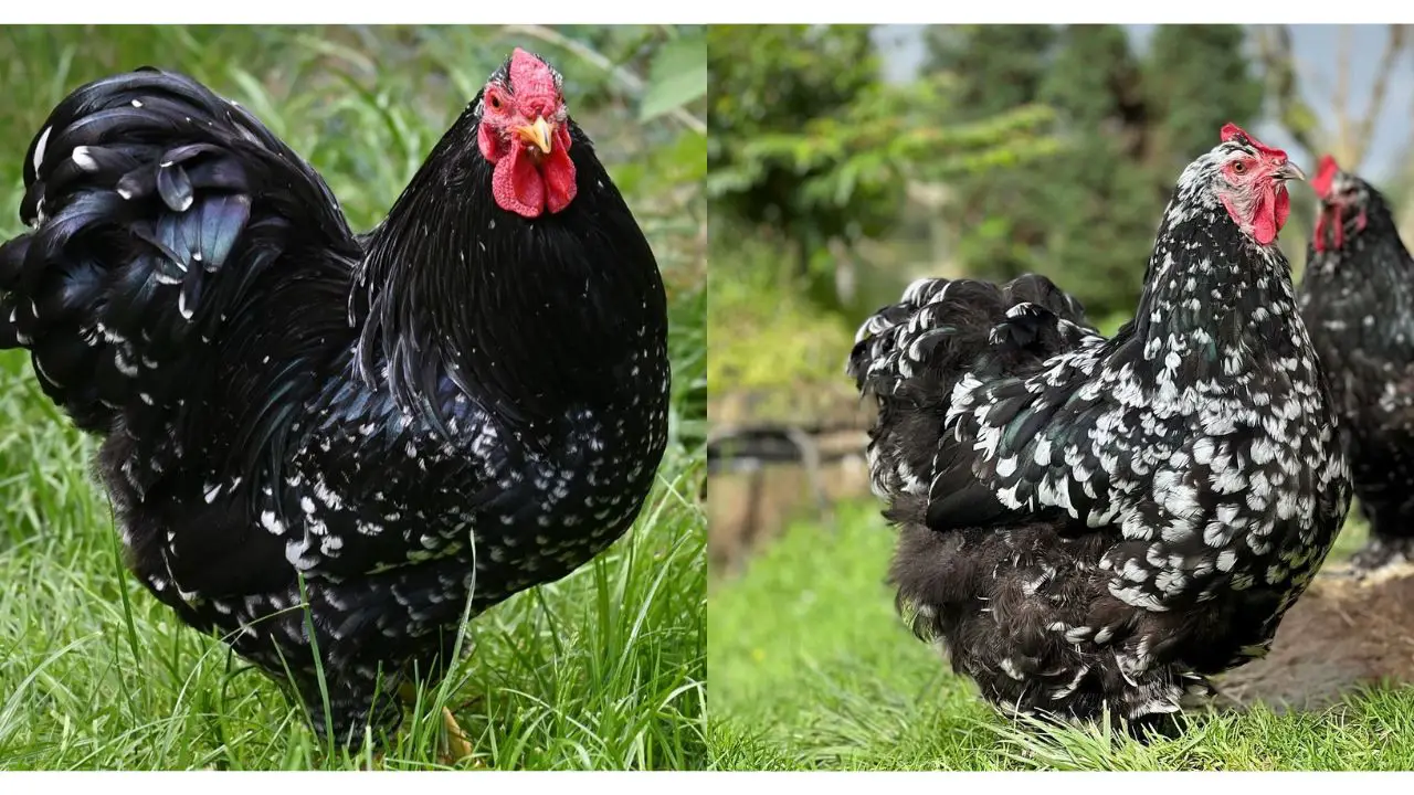 Mottled Chickens: Is Mottled a Single Breed