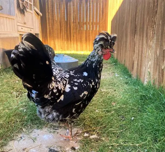 houdan chicken in backyard 