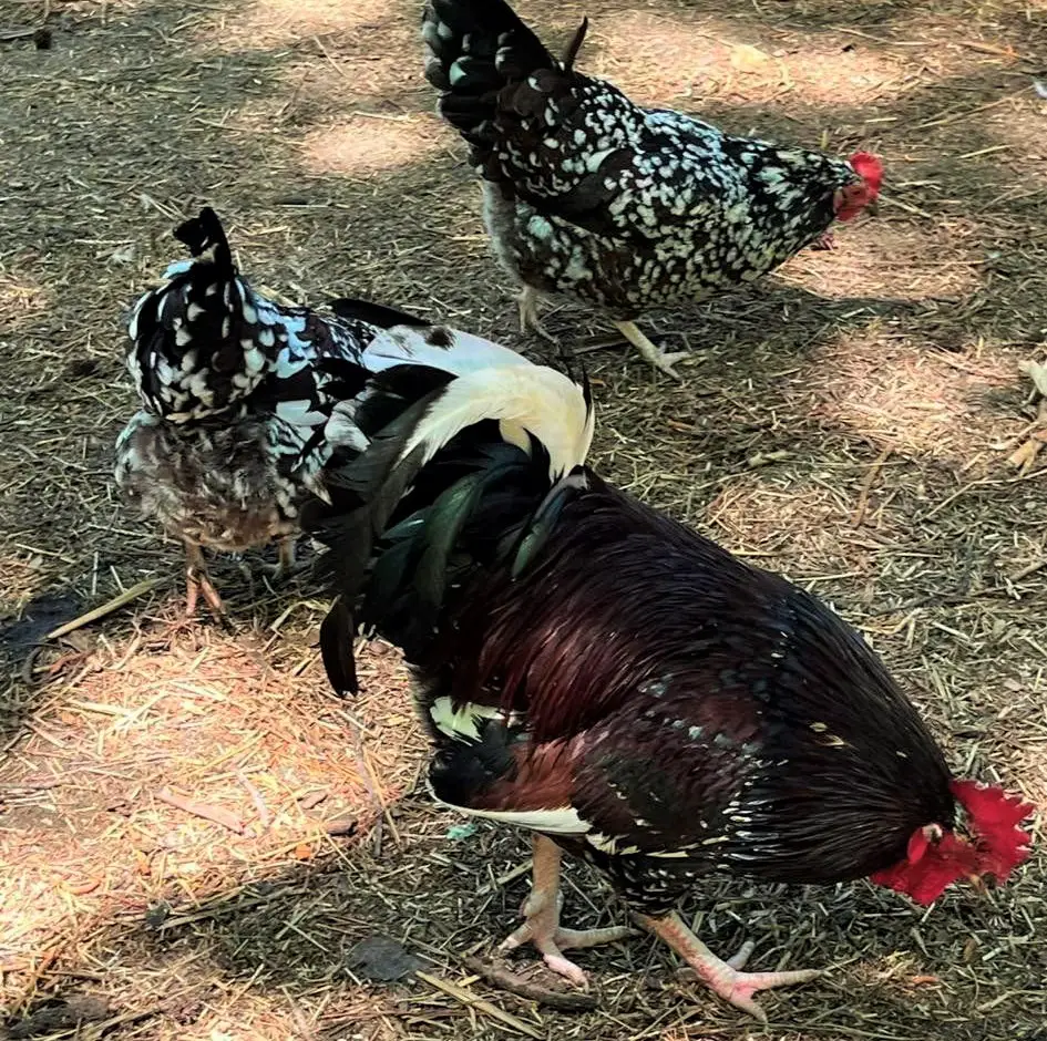 chicken foraging 