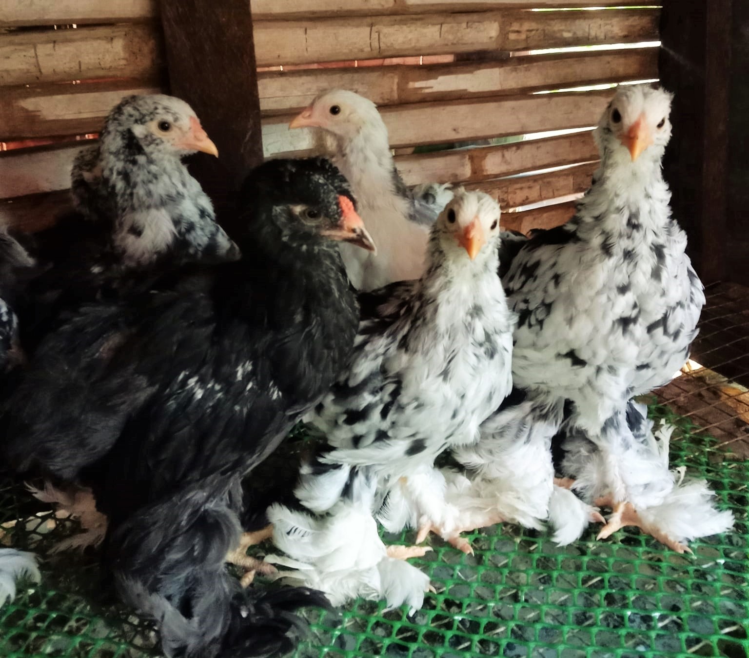 Mottled Brahma chicks, mottled chicken