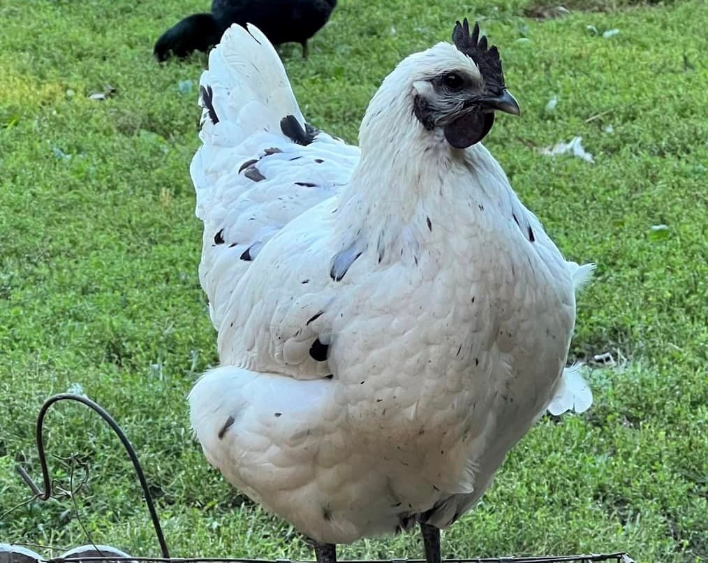 Smokey Pearl Chicken The Sweetest Breed