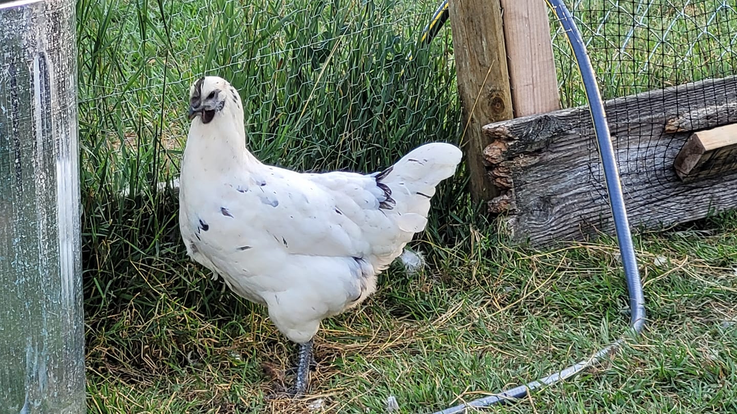 Smokey Pearl Chicken The Sweetest Breed