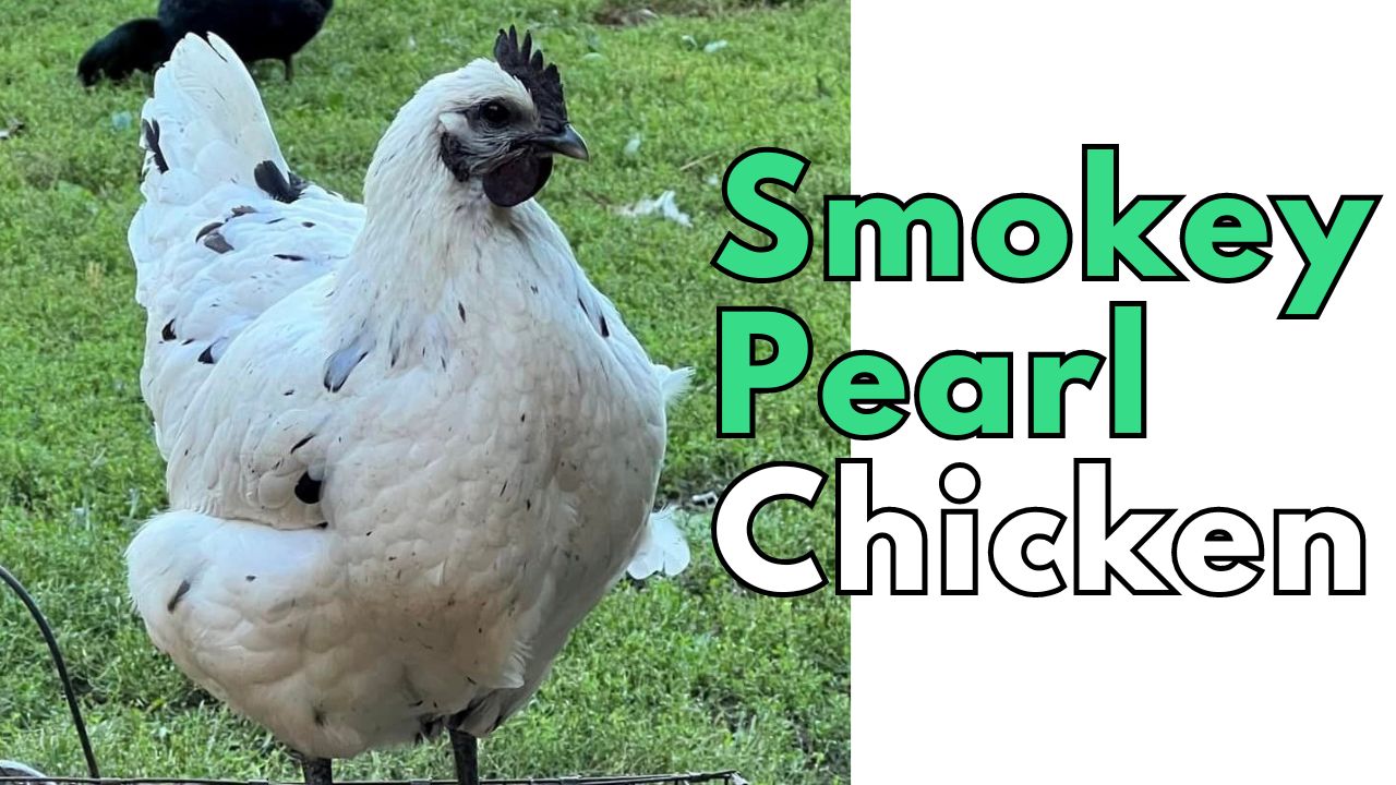 Smokey Pearl Chicken, smokey pearl