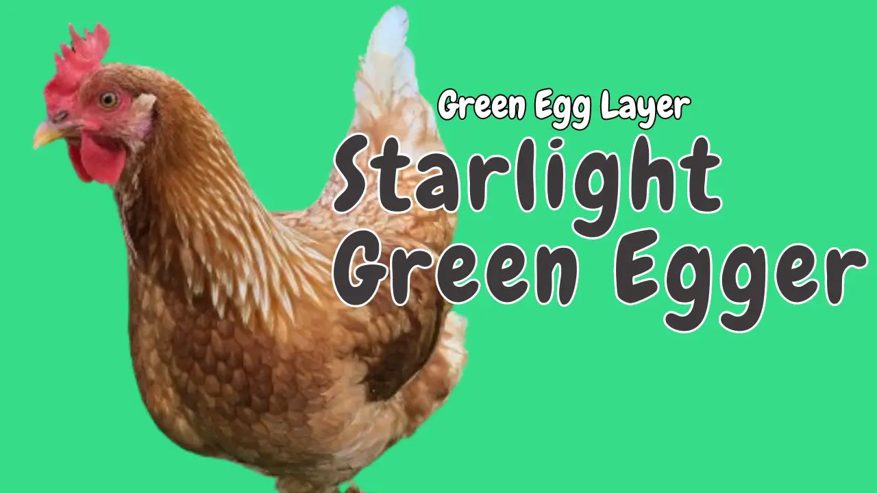 Starlight Green Egger