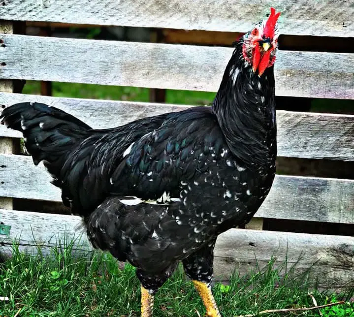 Mottled java Chicken