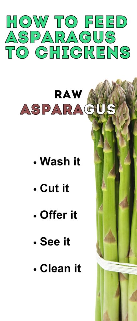 feeding asparagus to chickens