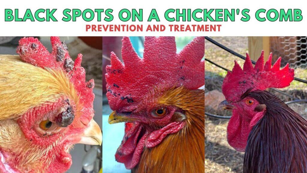 Black Spots on a Chicken
