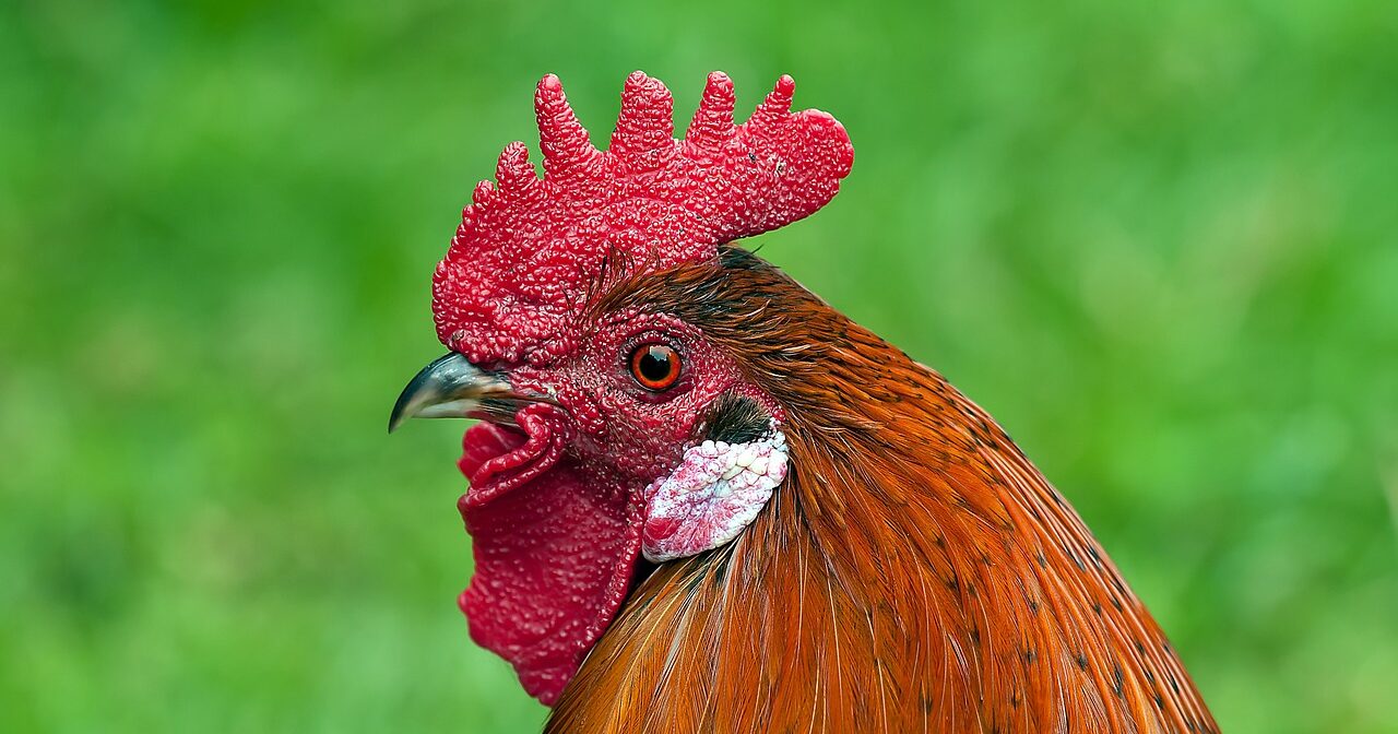 rooster large and red comb and wattles