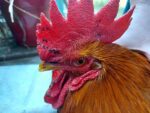 black spots on the Chicken comb and wattle 