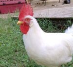 white chicken has black spots on the comb