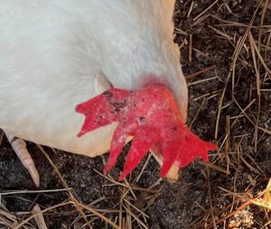 black dots on chicken wattle and comb