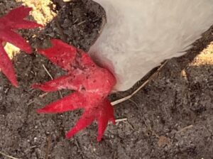 black spots on hen comb