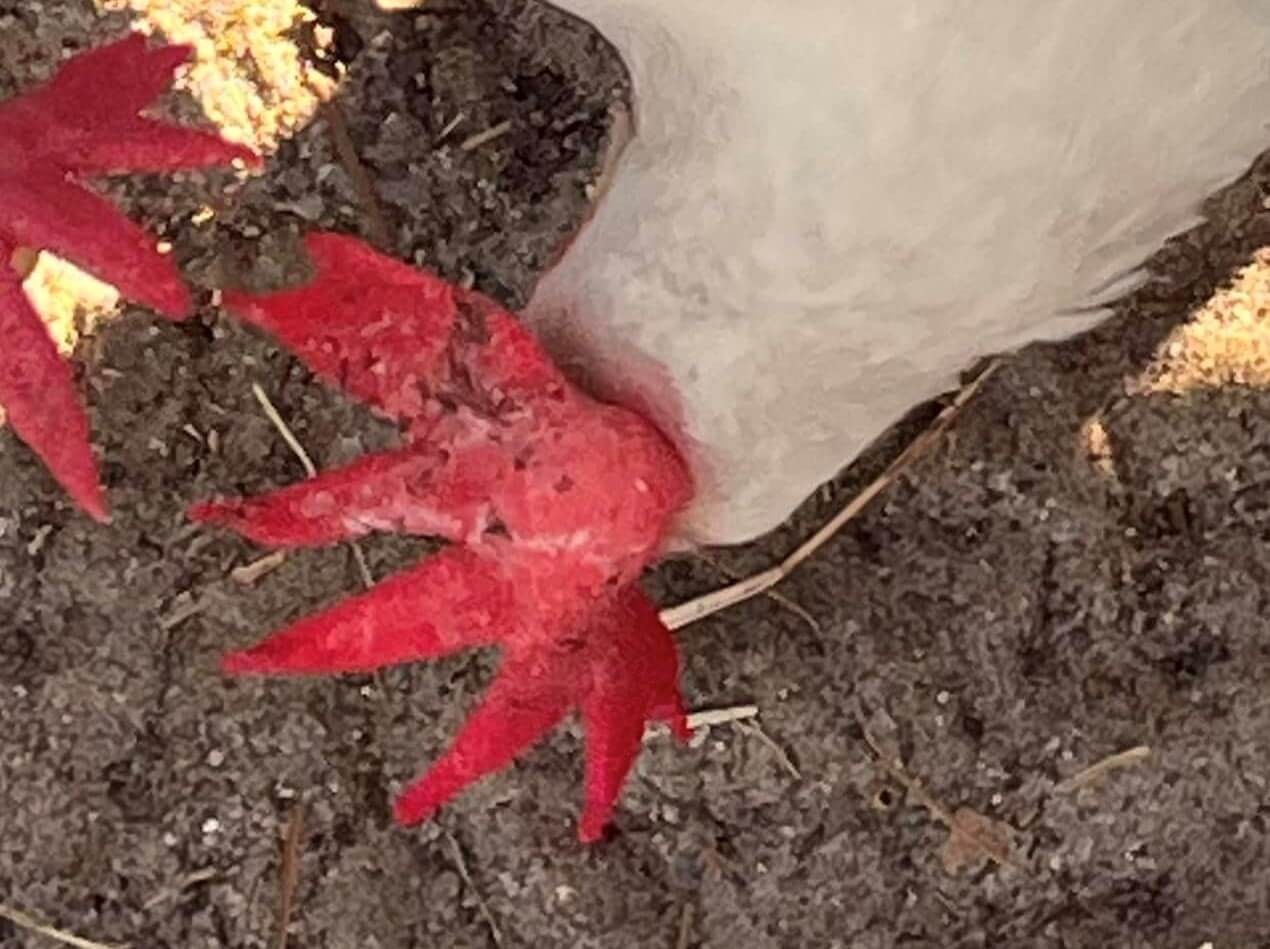 Black Spots on a Chicken