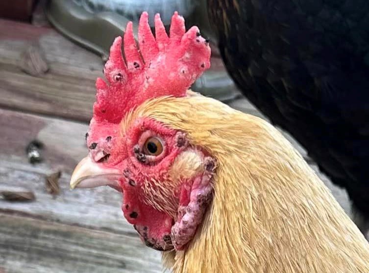 black dots on the comb