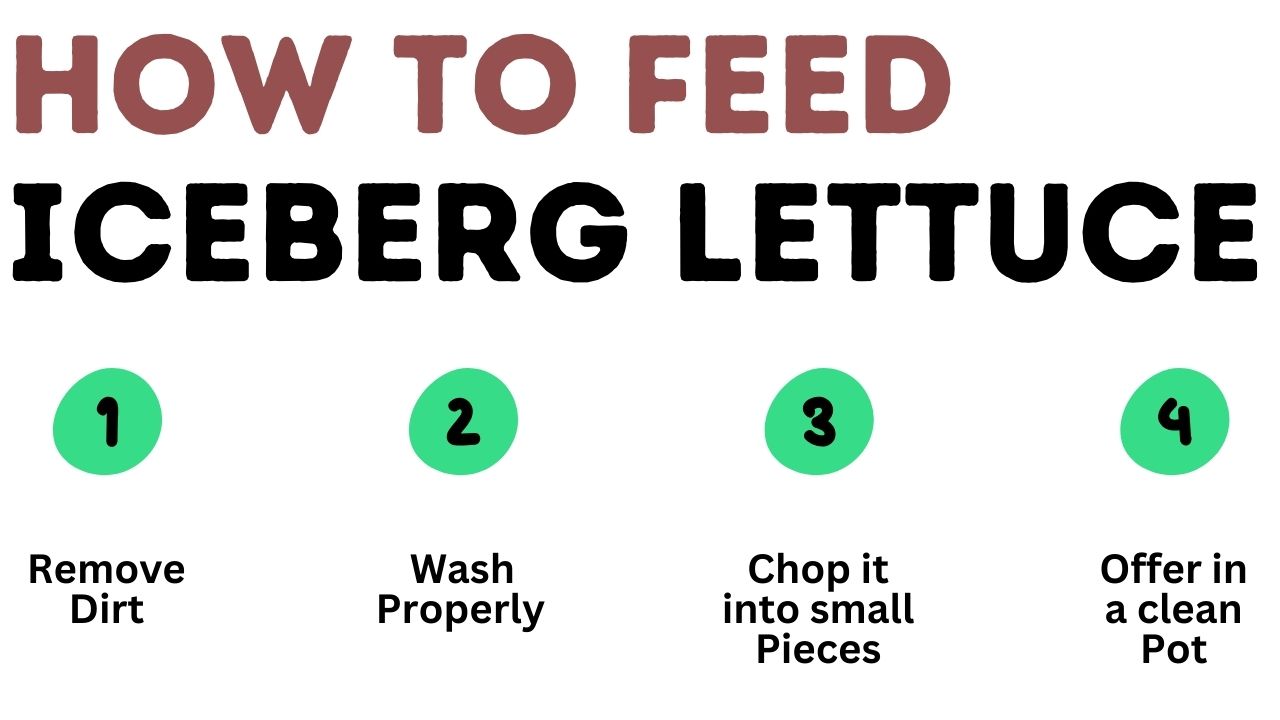 how to feed iceberg lettuce to your chickens