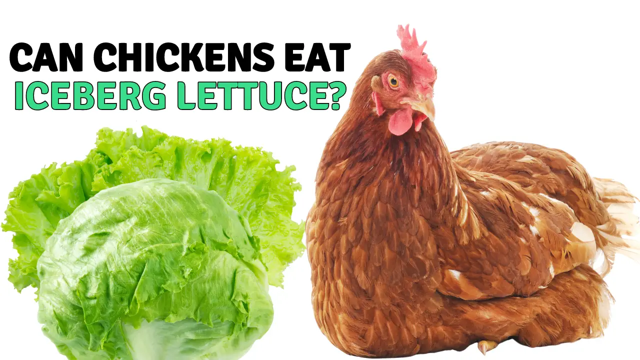 Can Chickens Eat Iceberg Lettuce