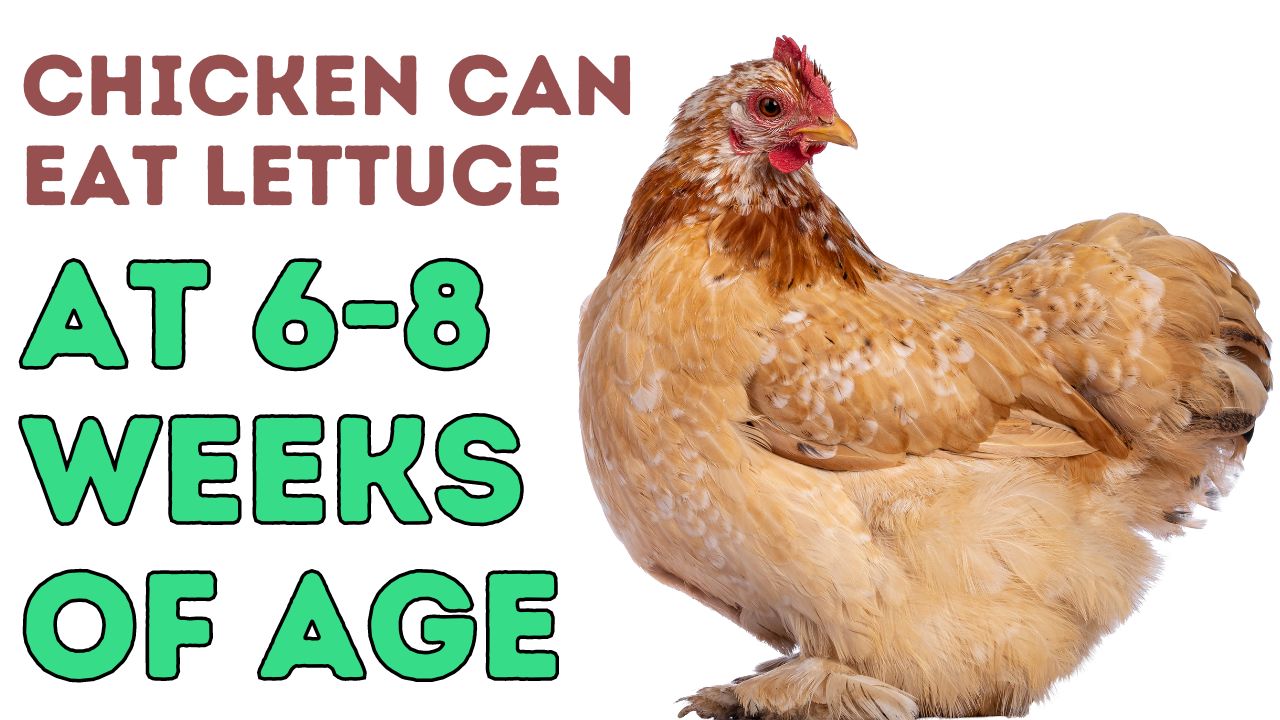 chickens can start eating iceberg lettuce at age of 6 to 8 weeks