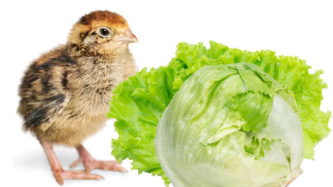 chicks eating lettuce