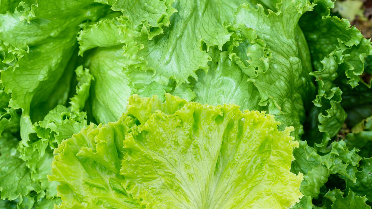 leaves of lettuce 