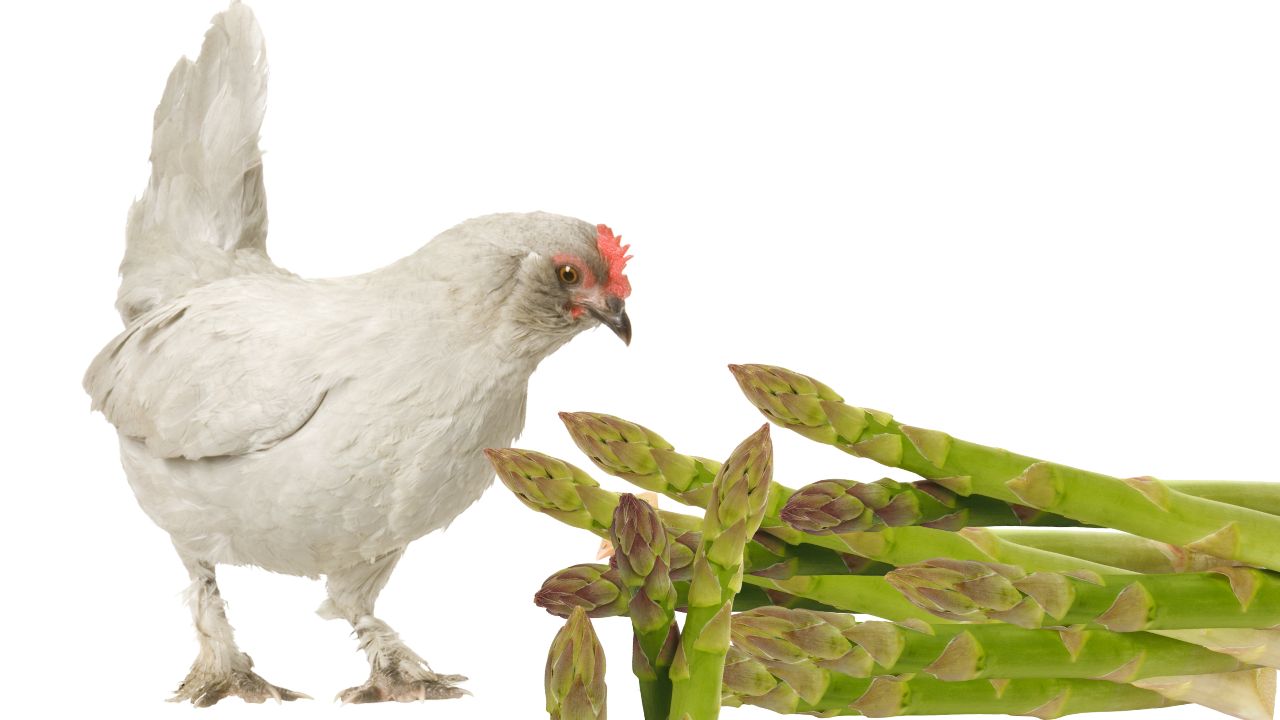 chicken eating asparagus