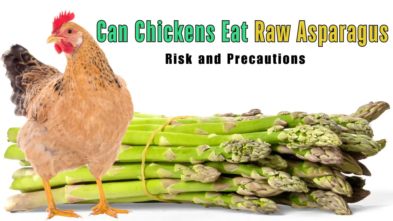 Can Chickens Eat Raw Asparagus, chicken, asparagus