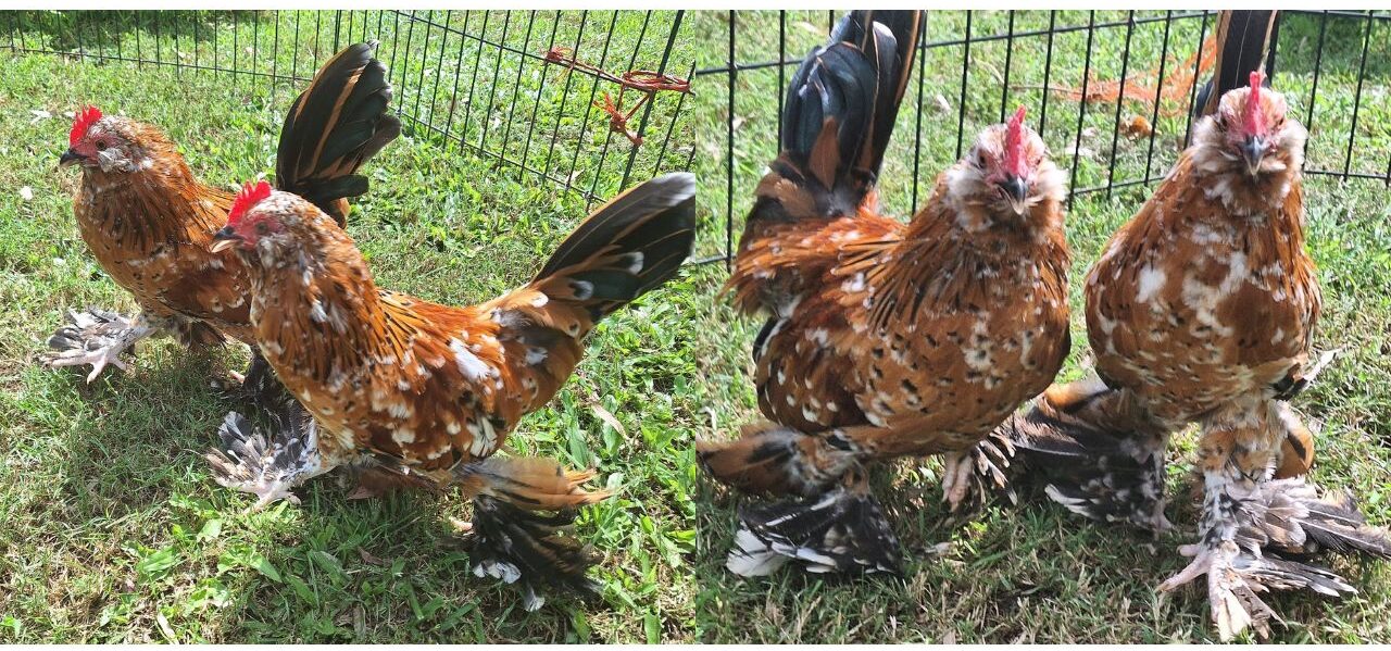 Belgian d'Uccle Chicken breed