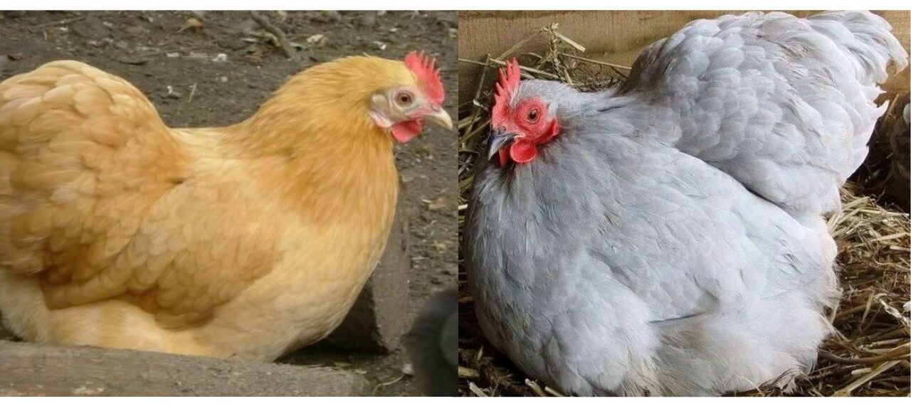 Pekin Chickens
