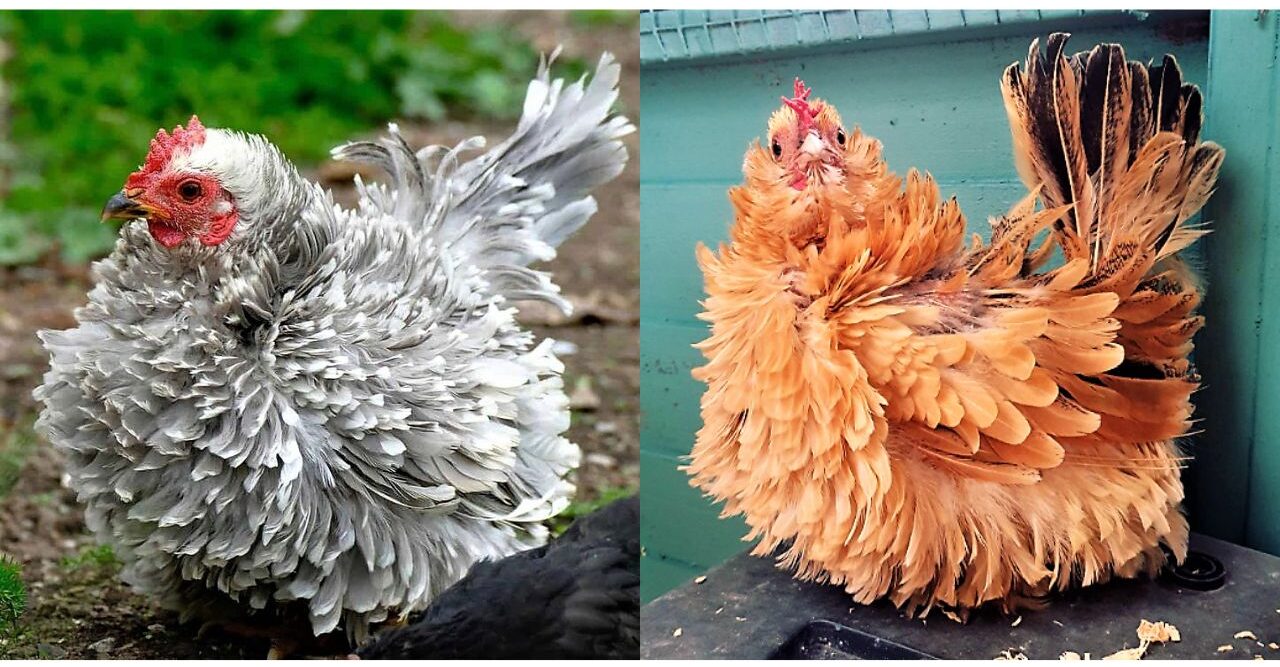 frizzle pet chickens