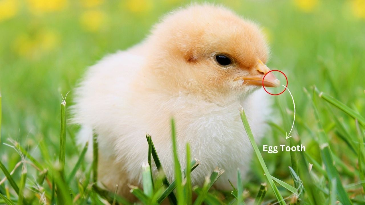 egg tooth on baby chick beak